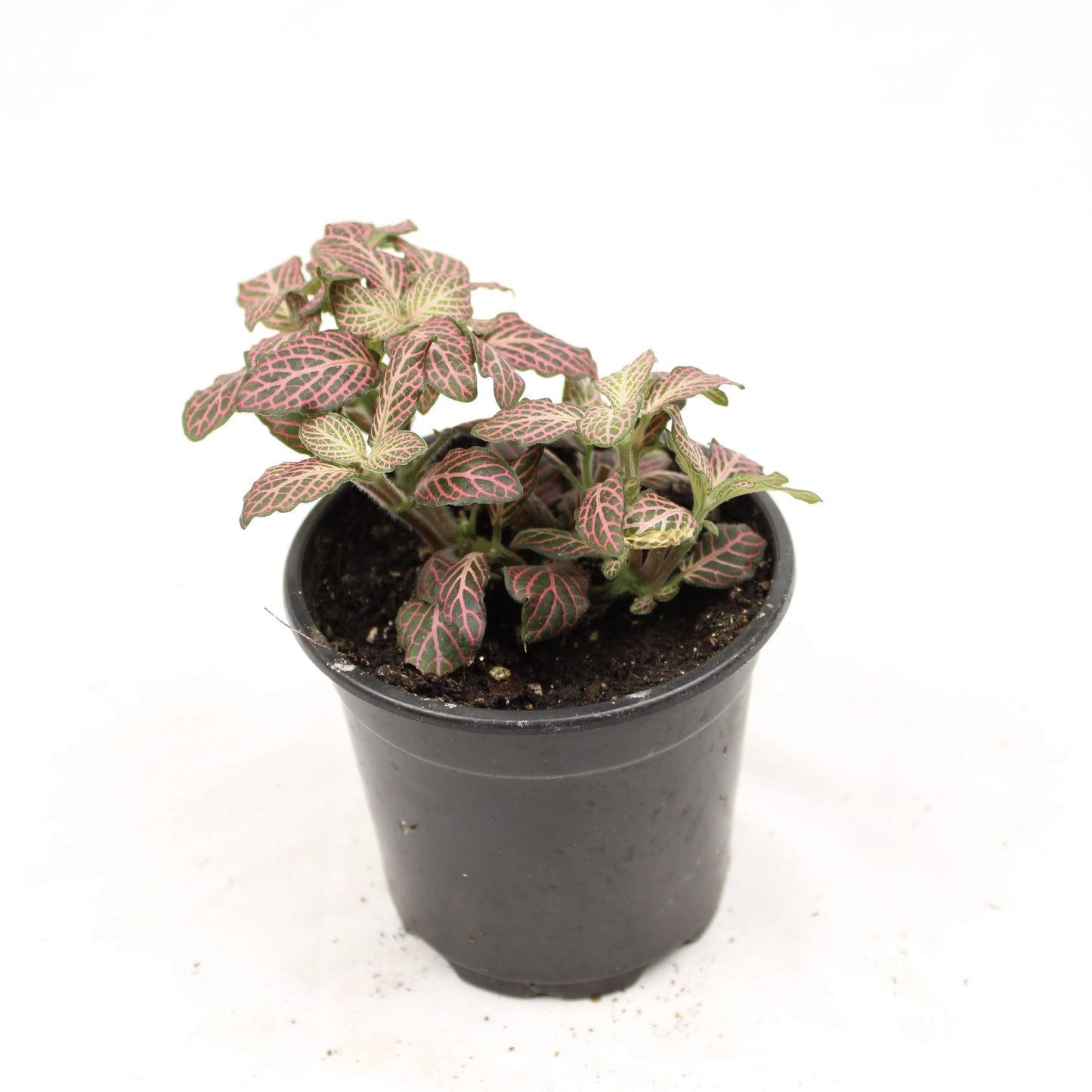 Fittonia Albivenis