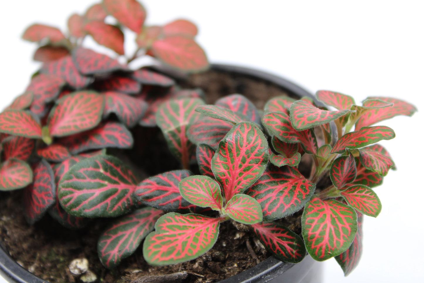 Fittonia Albivenis