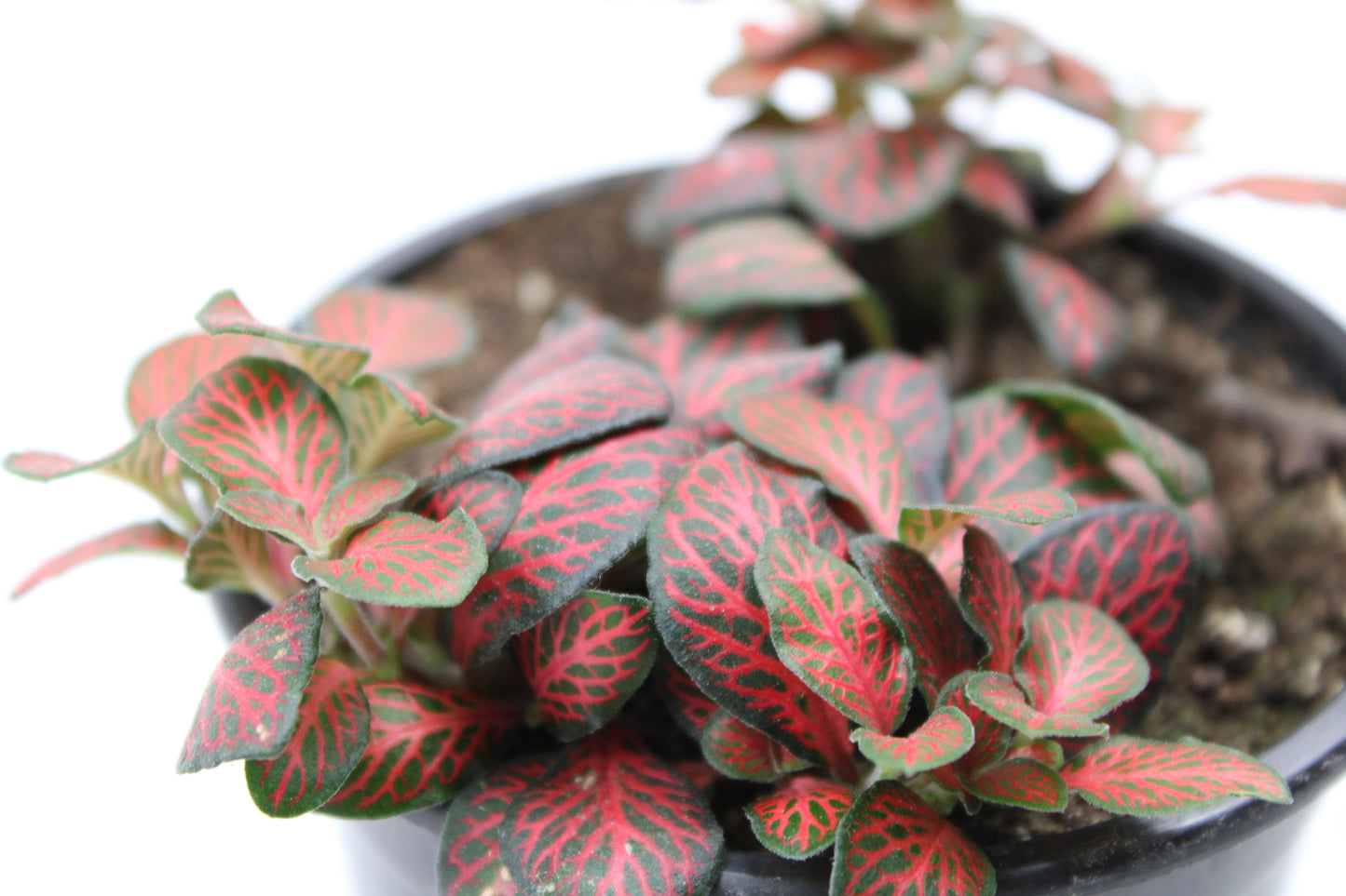 Fittonia Albivenis
