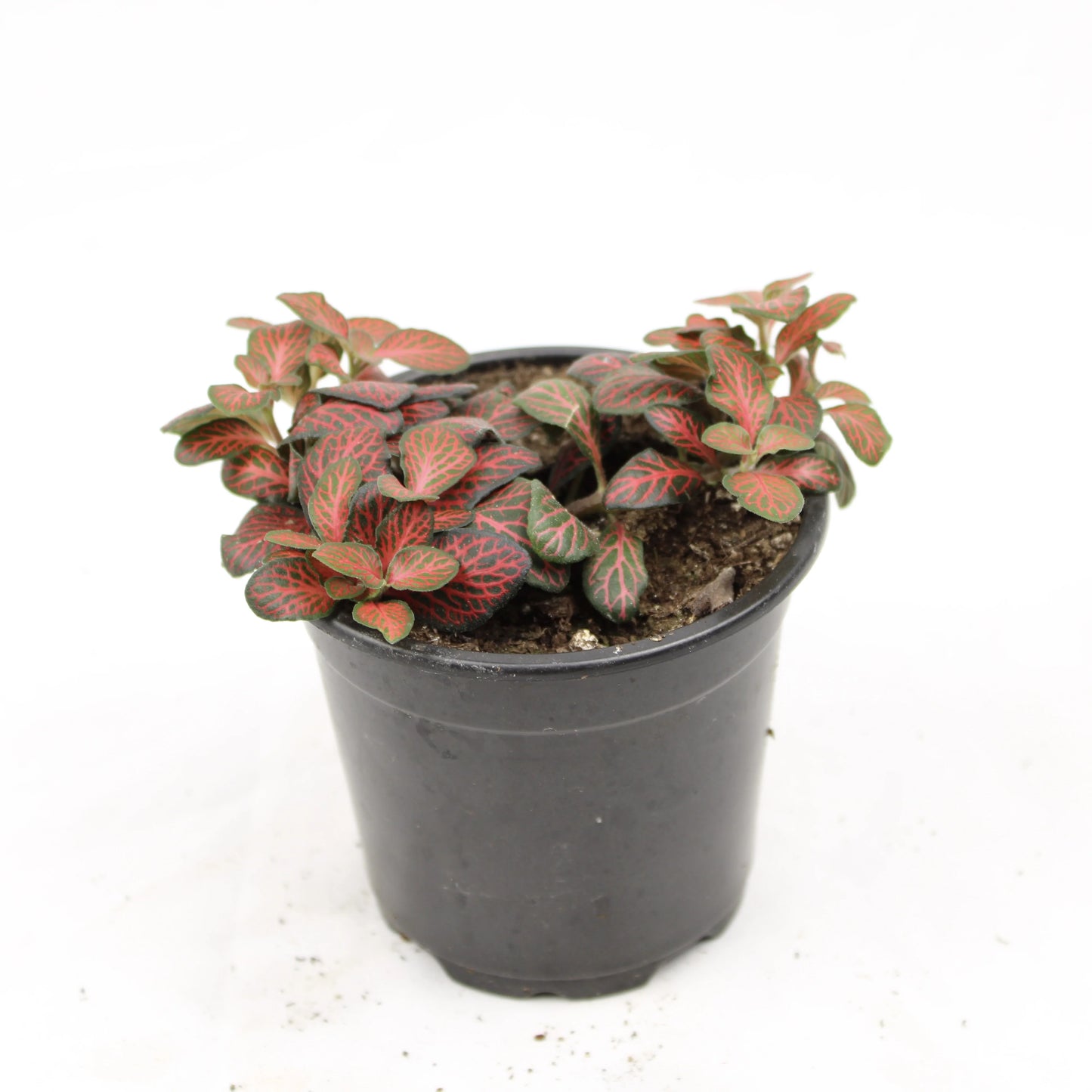 Fittonia Albivenis