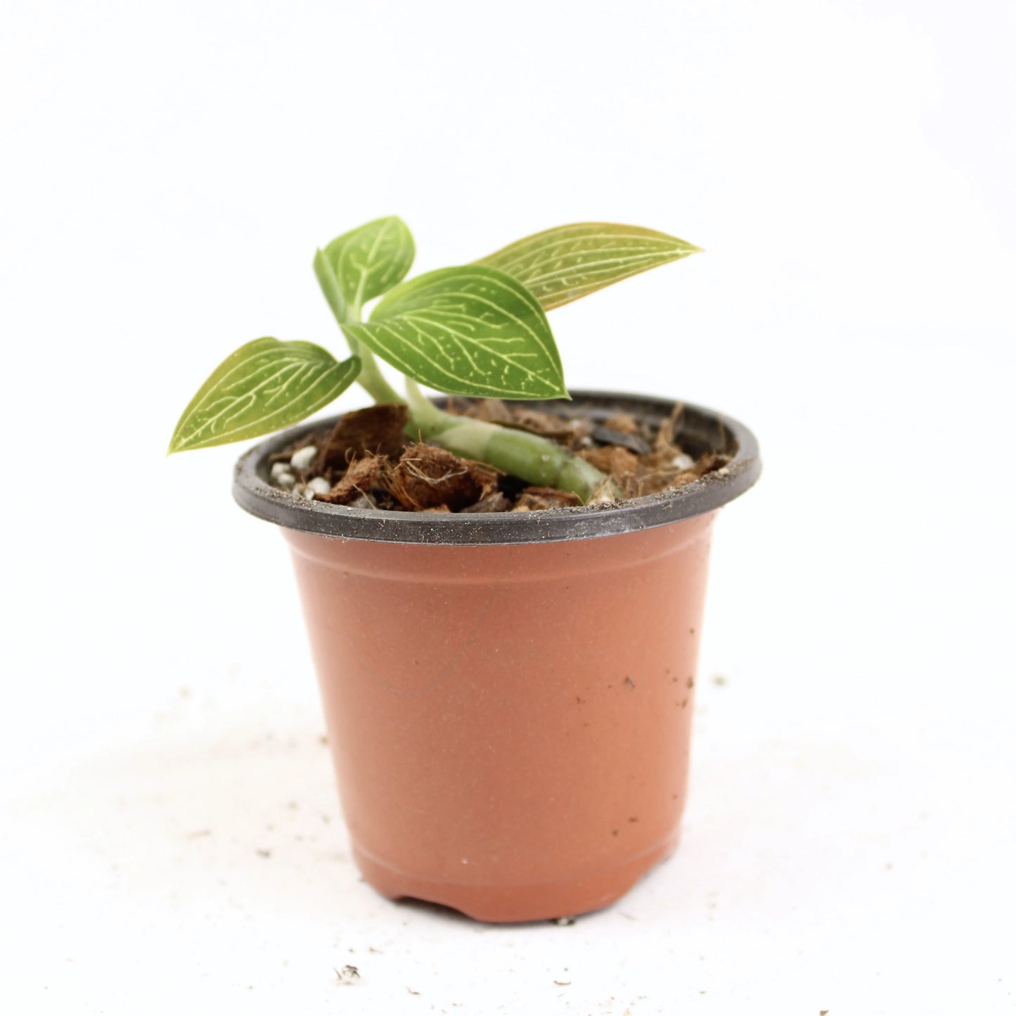 Ludisia Discolor Var. Alba