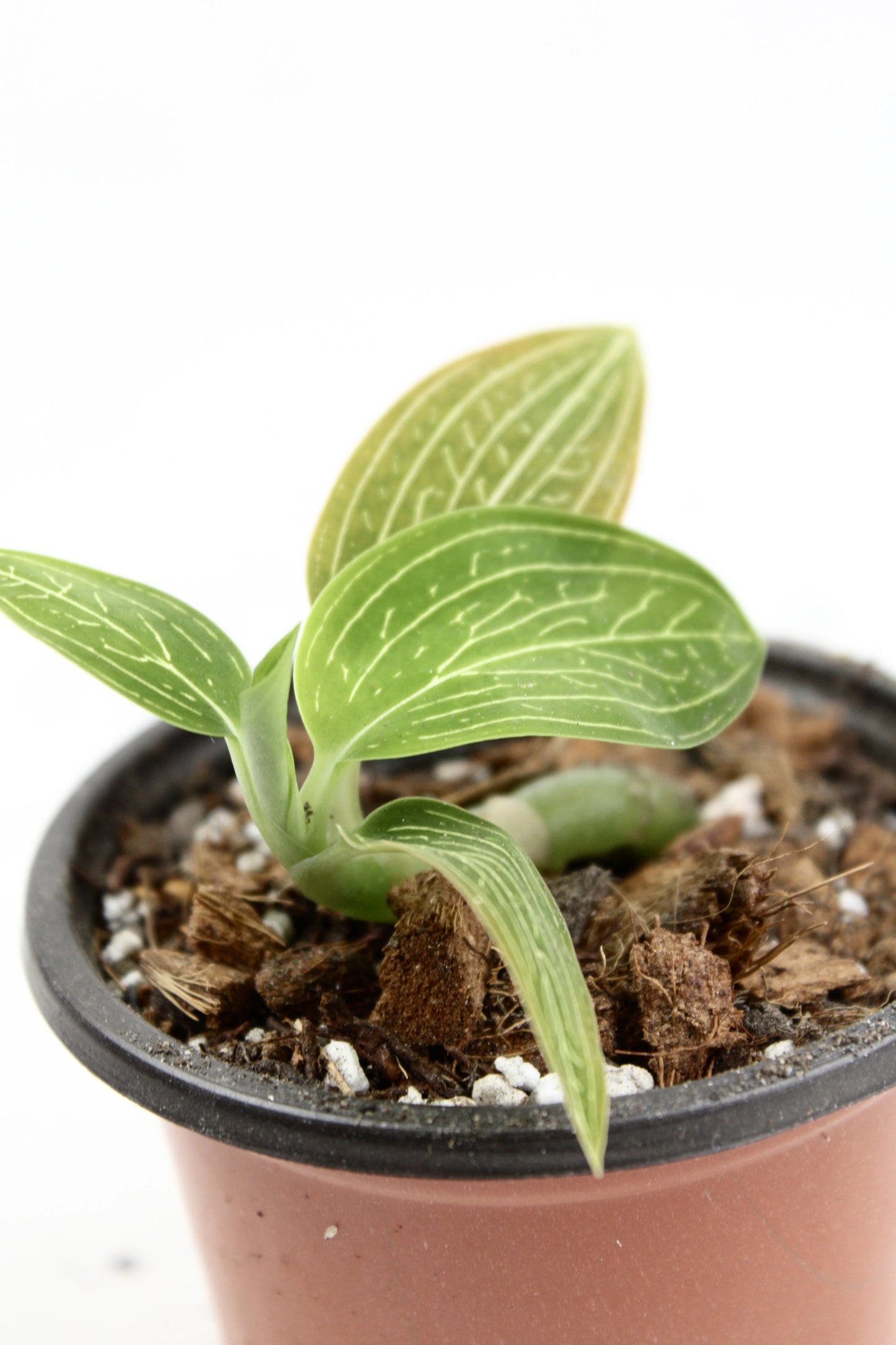 Ludisia Discolor Var. Alba
