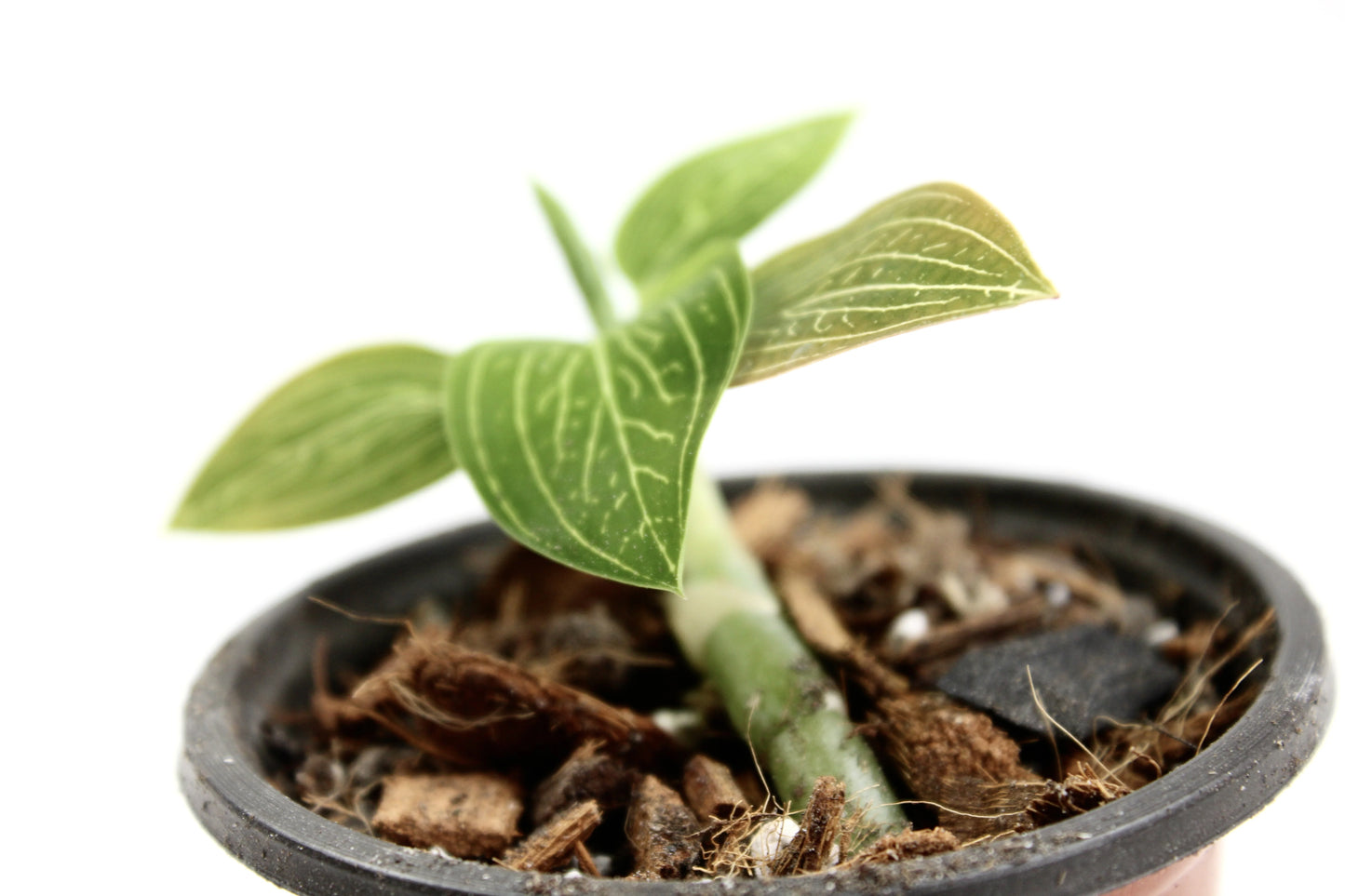 Ludisia Discolor Var. Alba