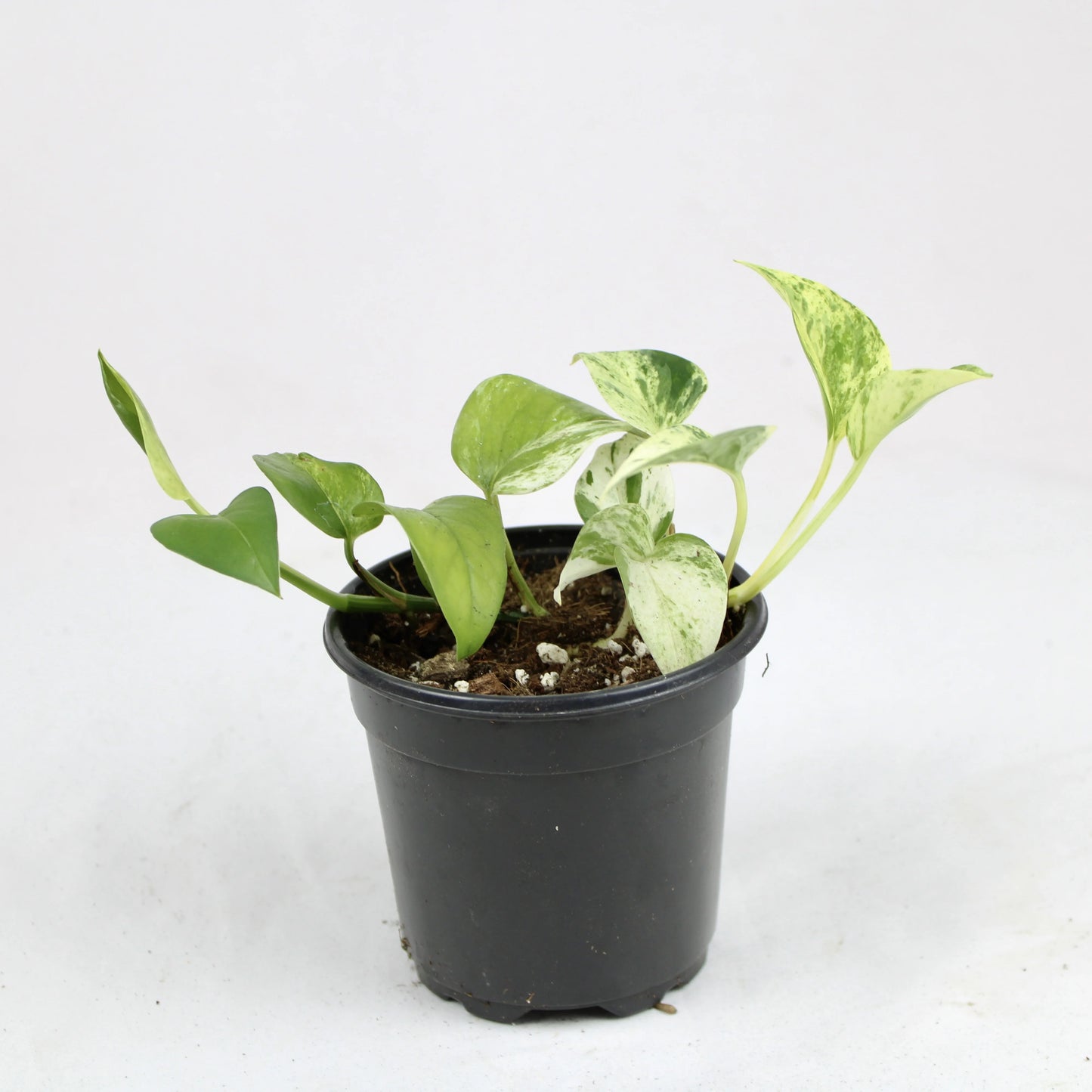 Marble Queen Pothos (Epipremnum aureum ‘Marble Queen’)