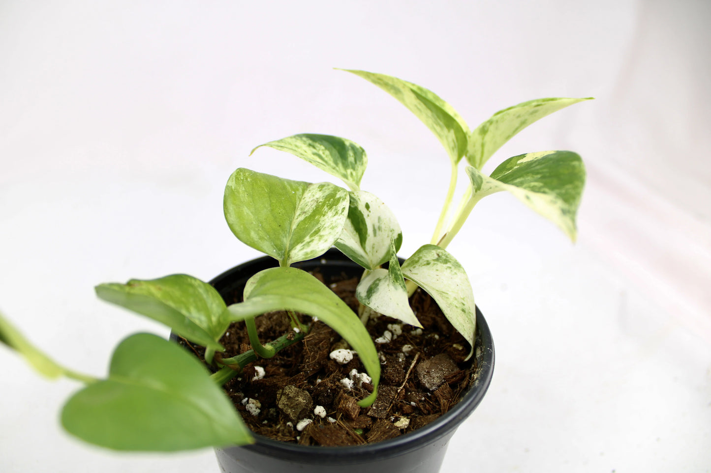 Marble Queen Pothos (Epipremnum aureum ‘Marble Queen’)