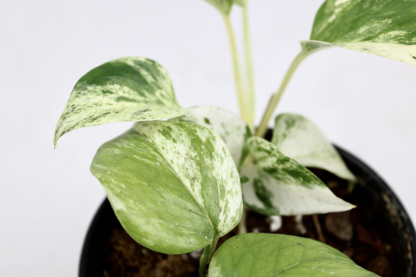 Marble Queen Pothos (Epipremnum aureum ‘Marble Queen’)