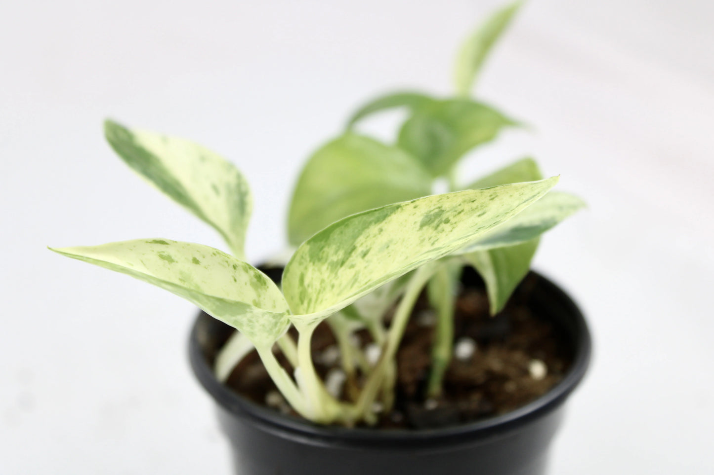 Marble Queen Pothos (Epipremnum aureum ‘Marble Queen’)