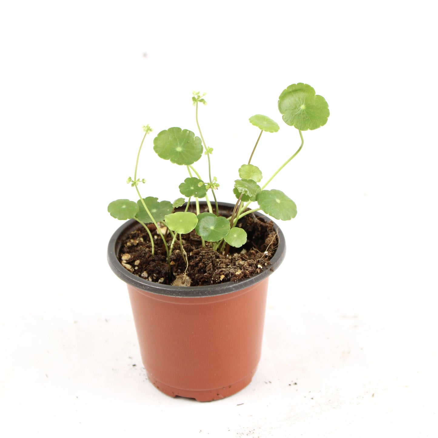 Marsh Pennywort (Hydrocotyle vulgaris)