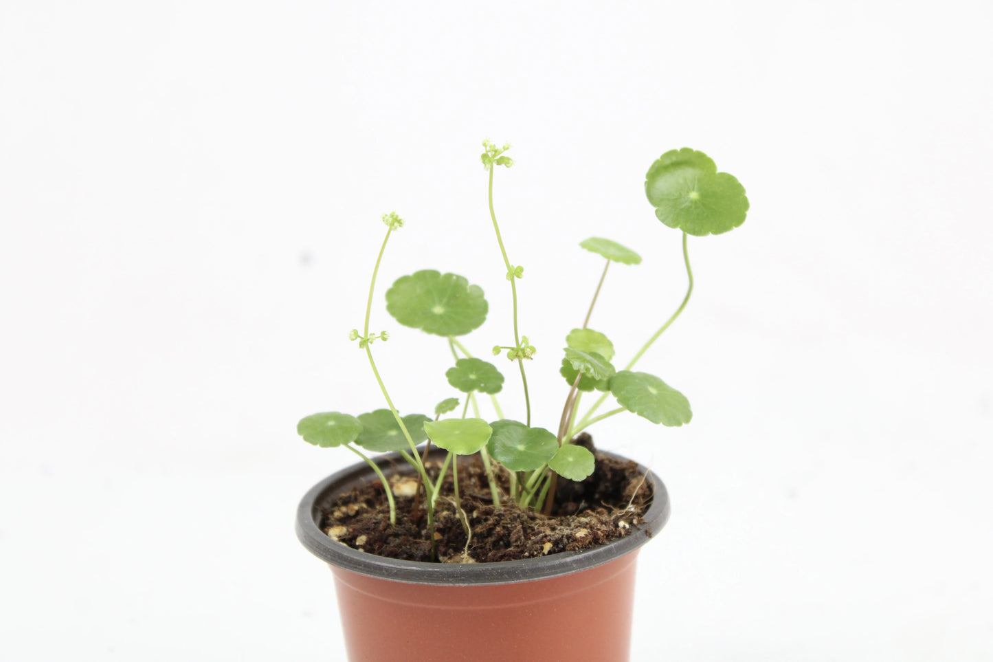 Marsh Pennywort (Hydrocotyle vulgaris)