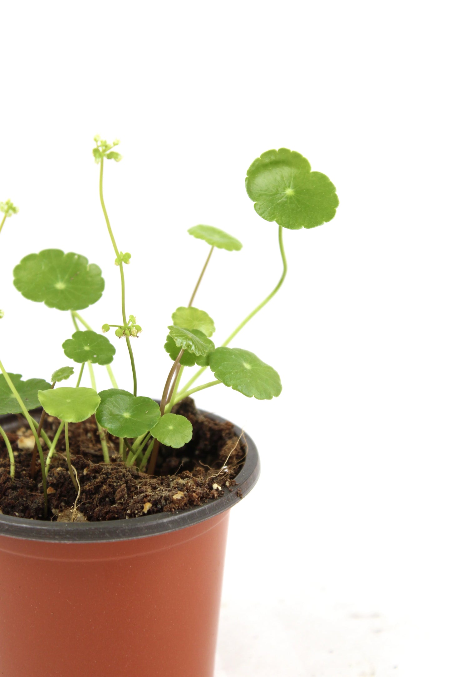 Marsh Pennywort (Hydrocotyle vulgaris)