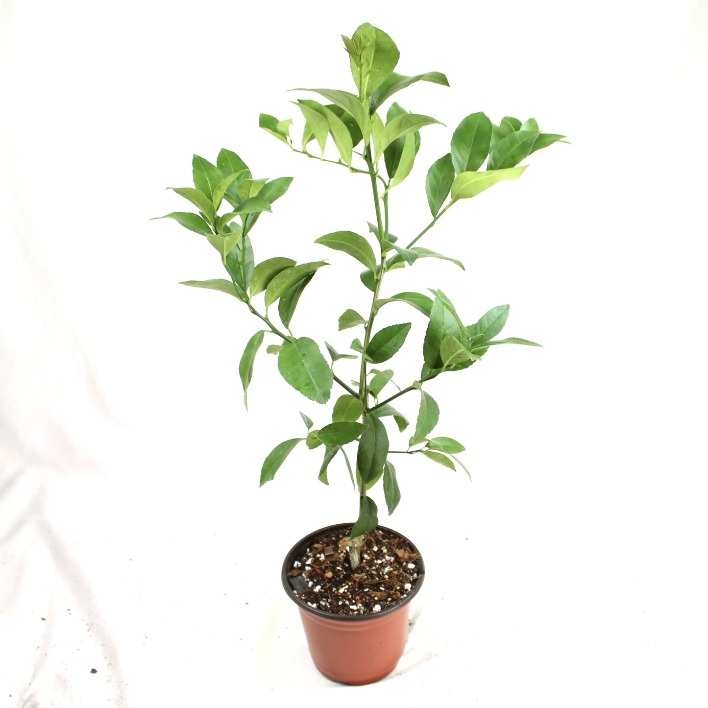 Meyer Lemon, Citrus x Meyeri