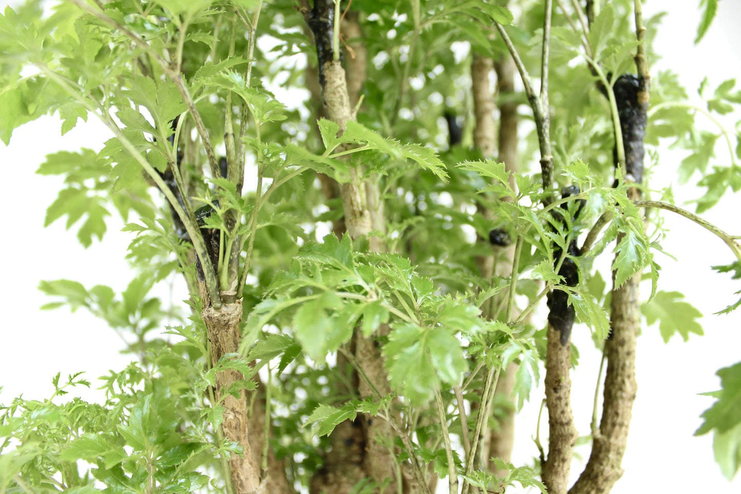 Ming Aralia, Polyscias fruticosa