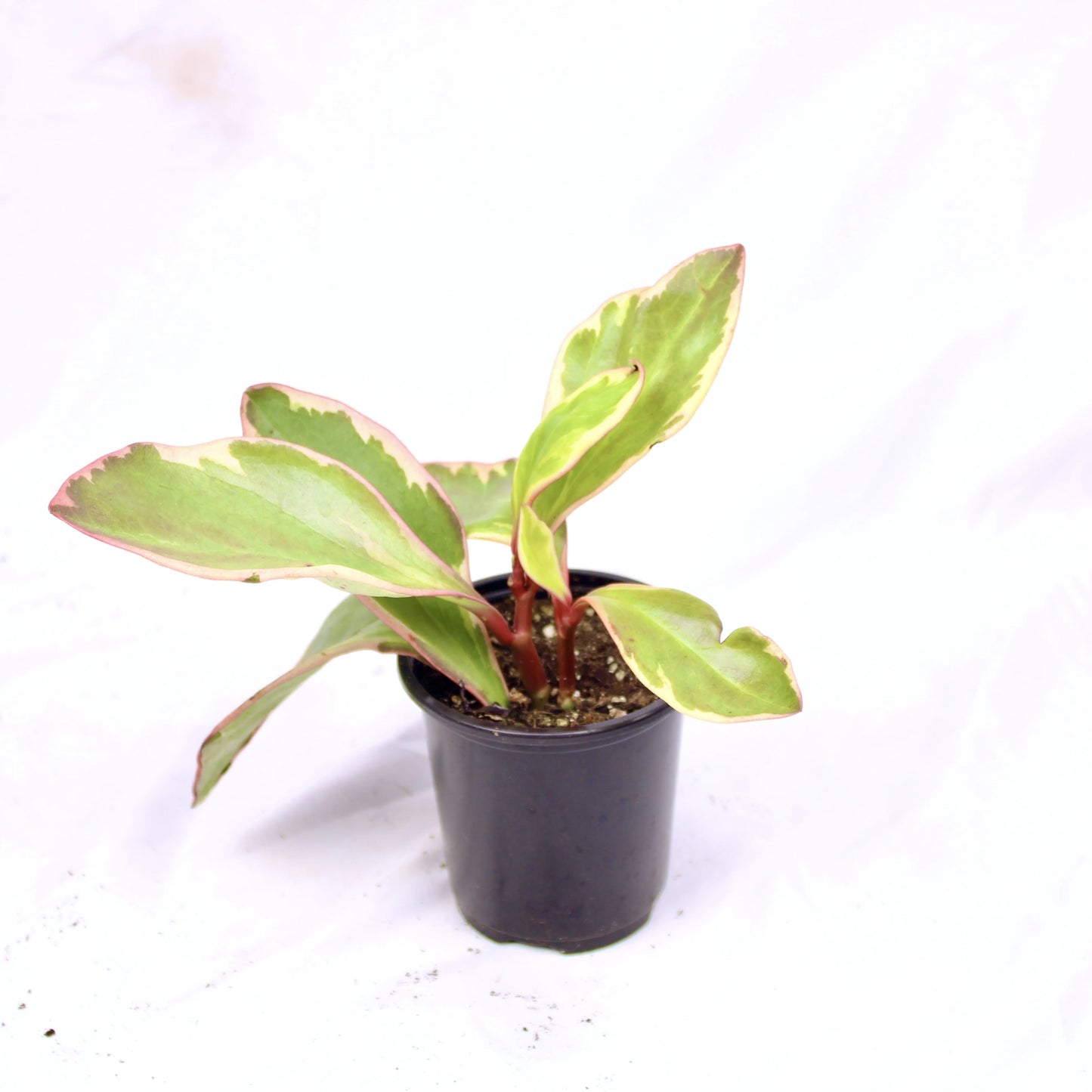 Peperomia Ginny, Peperomia obtusifolia ‘Ginny’