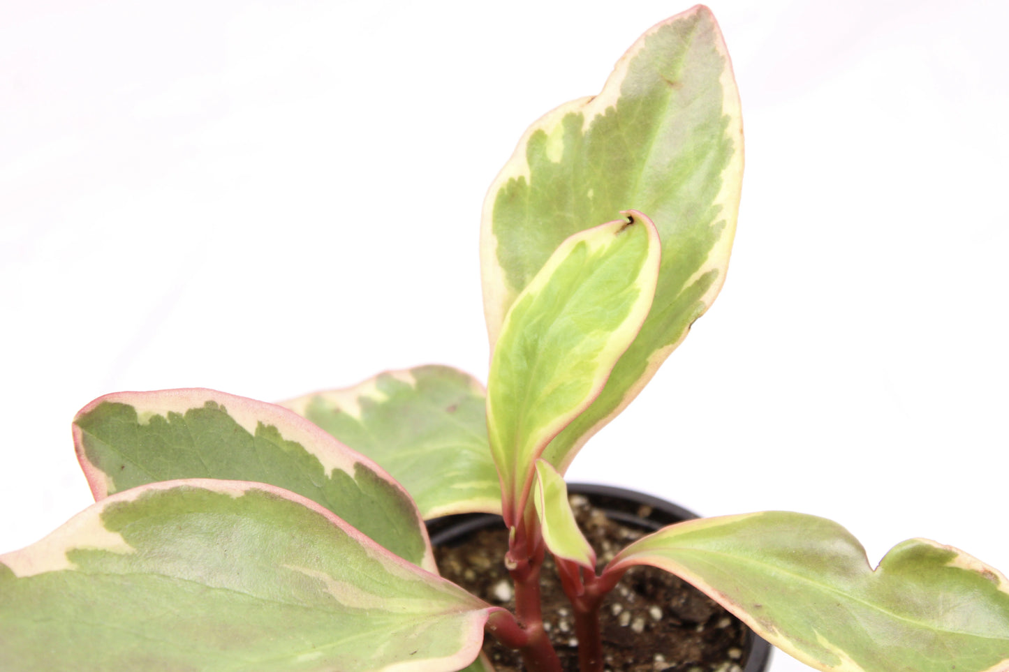 Peperomia Ginny, Peperomia obtusifolia ‘Ginny’