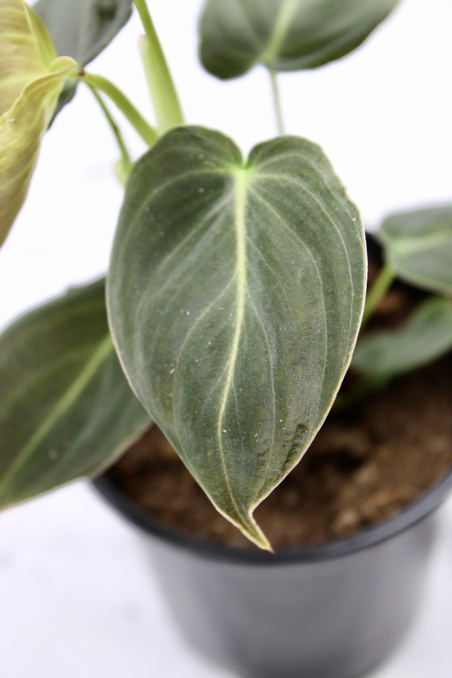 Philodendron Black & Gold Melanochrysum