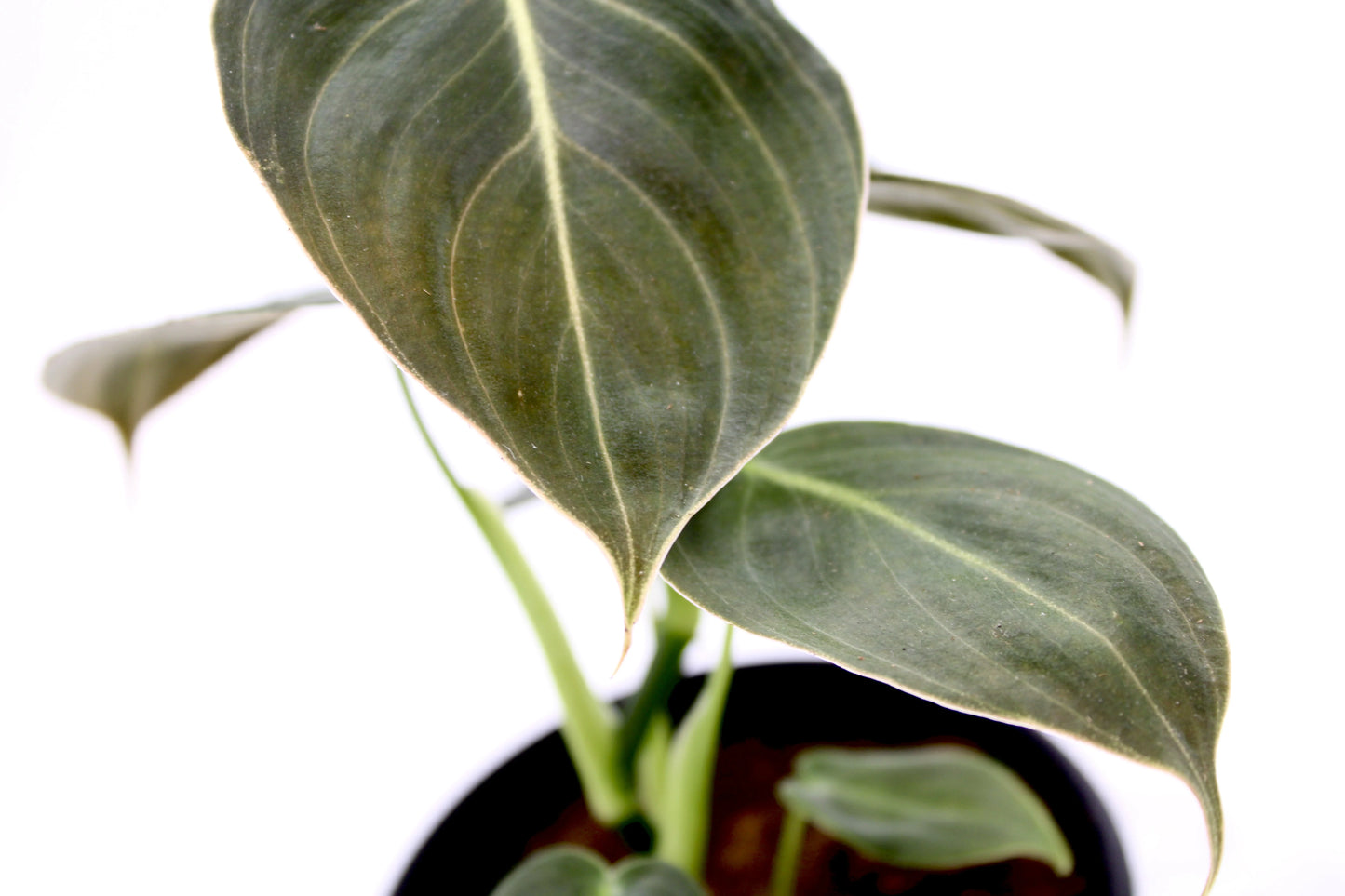 Philodendron Black & Gold Melanochrysum