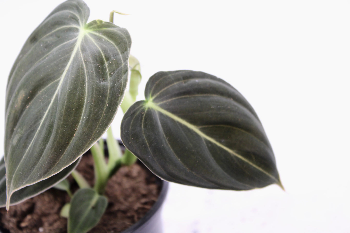 Philodendron Black & Gold Melanochrysum