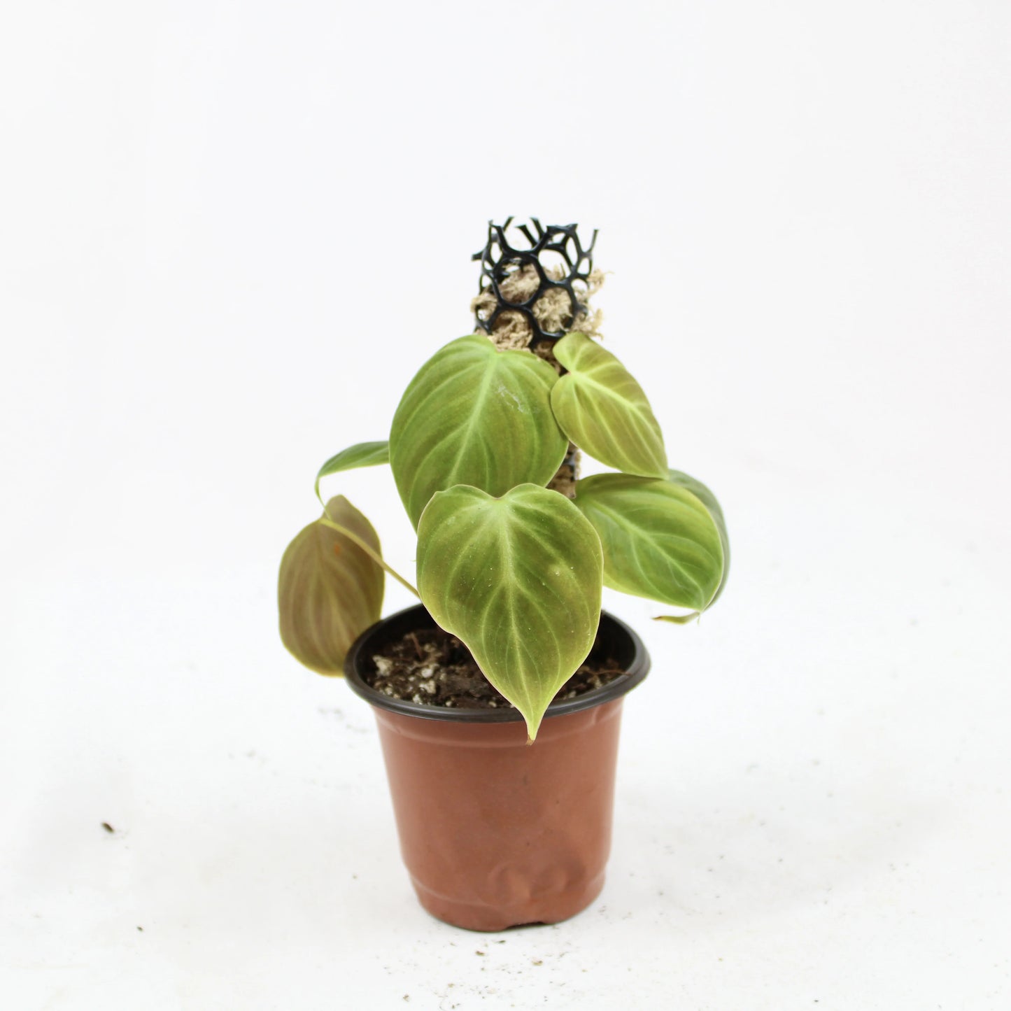 Philodendron El Choco Red
