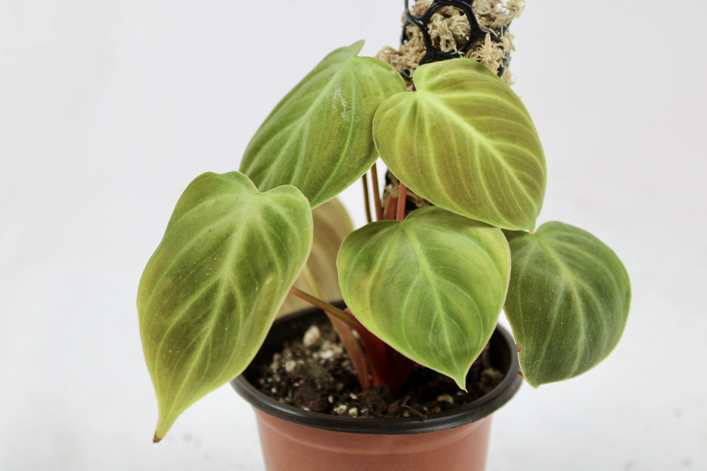 Philodendron El Choco Red