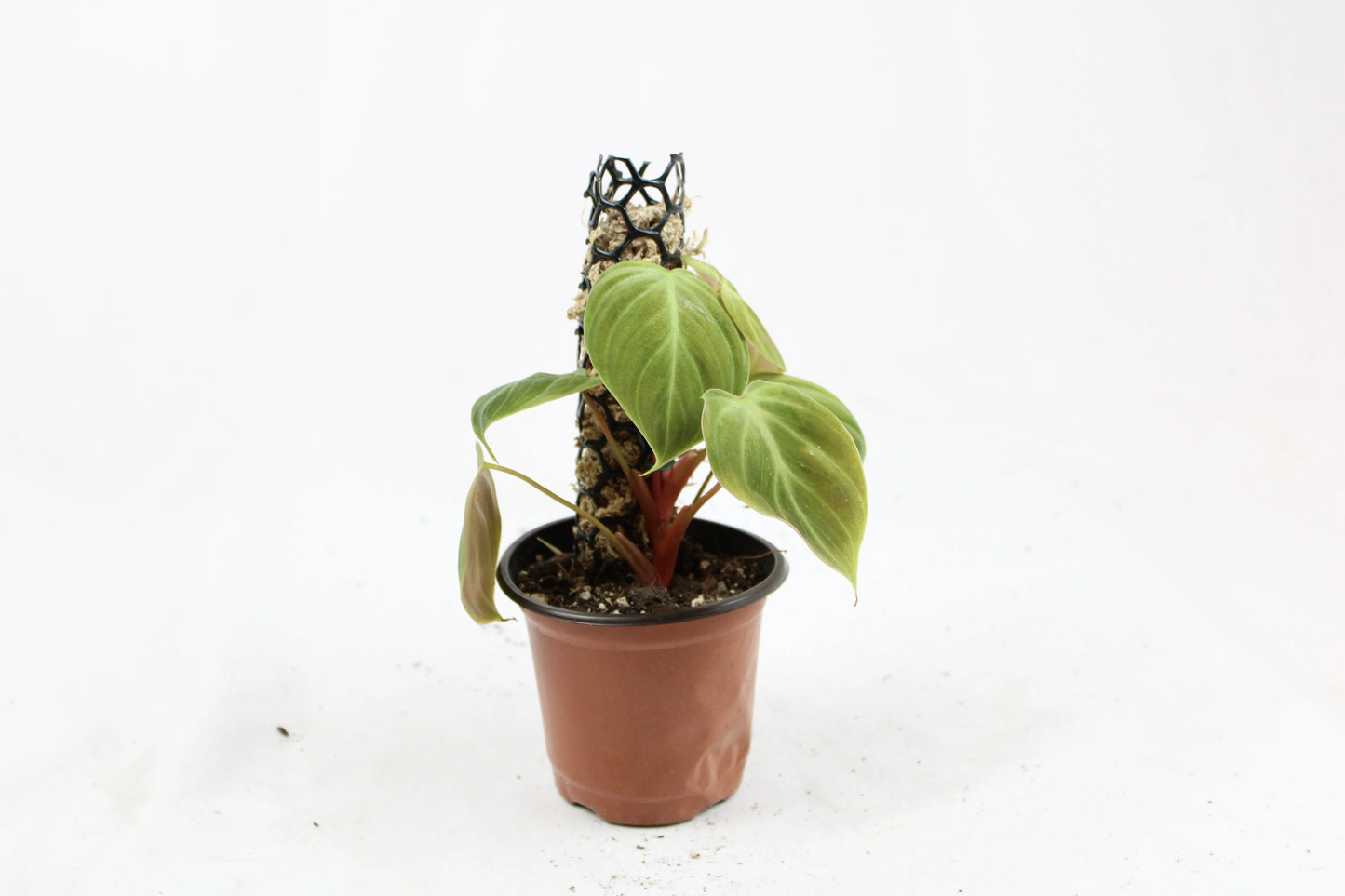 Philodendron El Choco Red