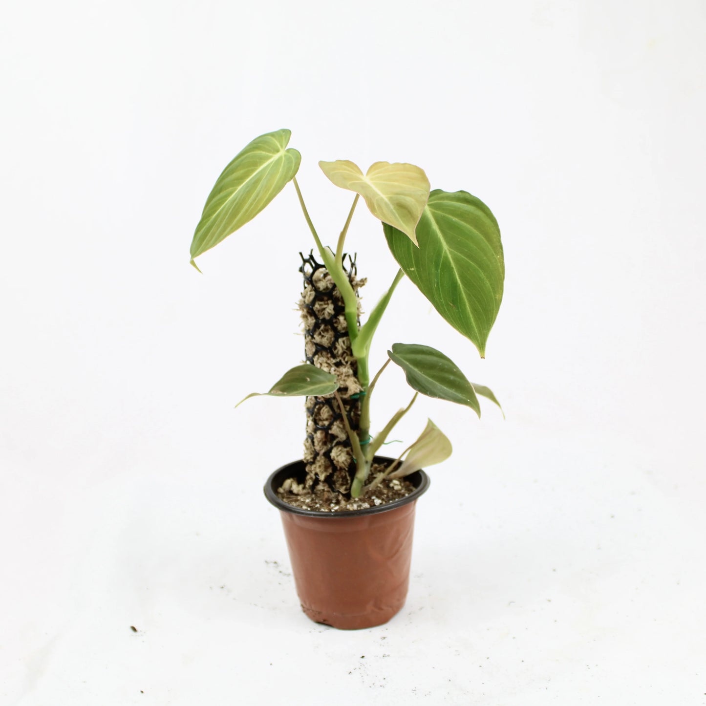 Philodendron Glorious (Philodendron Gloriosum x Melanochrysum)