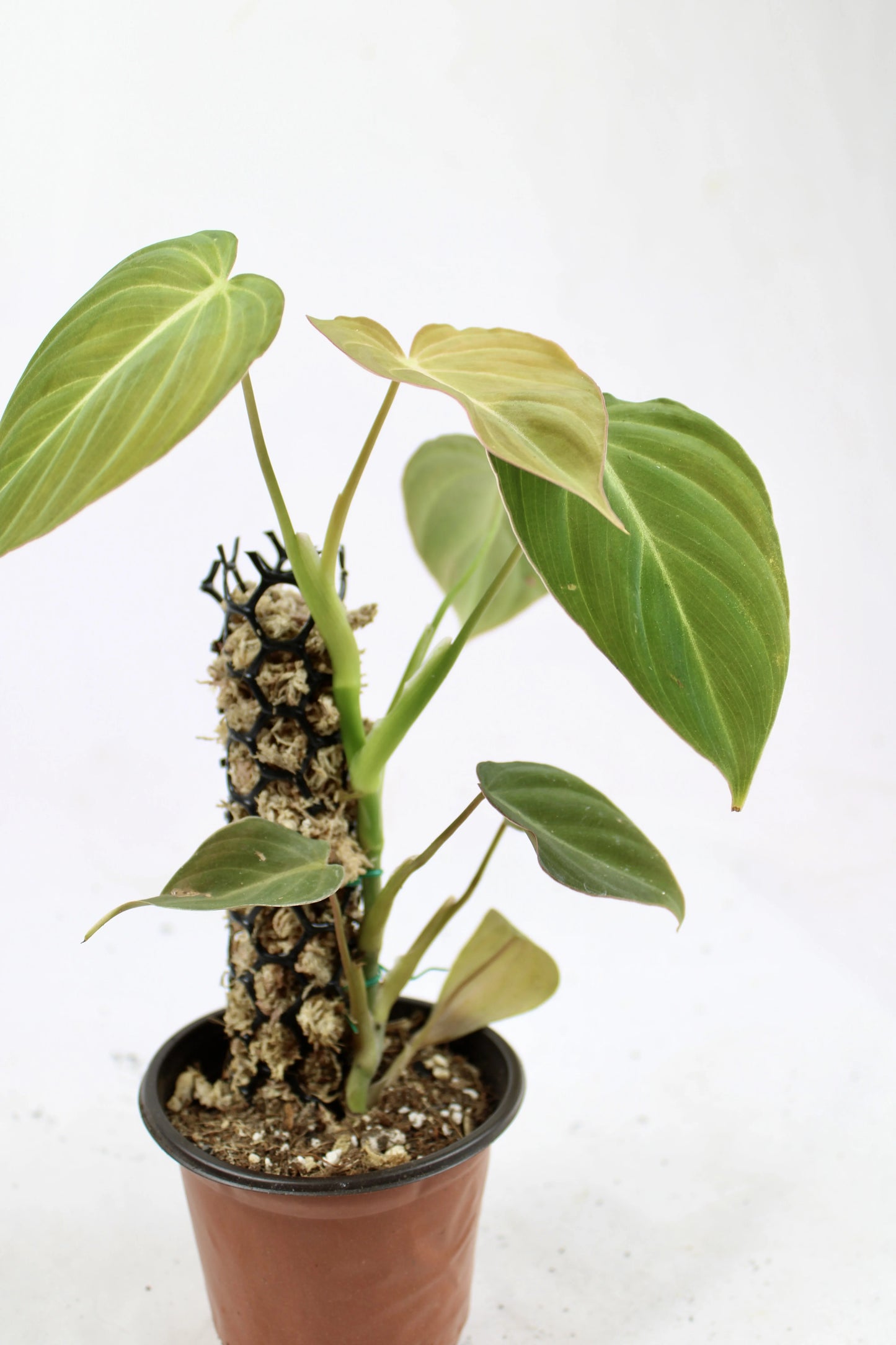 Philodendron Glorious (Philodendron Gloriosum x Melanochrysum)