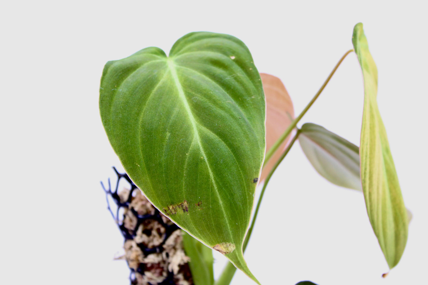 Philodendron Glorious (Philodendron Gloriosum x Melanochrysum)