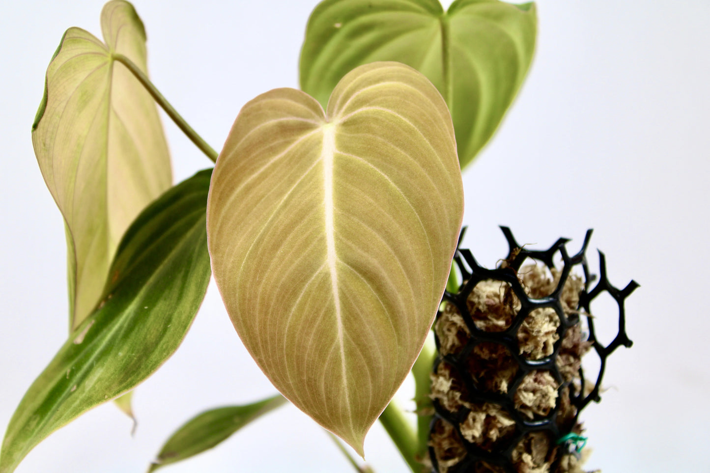 Philodendron Glorious (Philodendron Gloriosum x Melanochrysum)