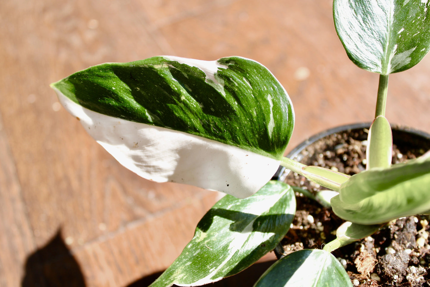 Philodendron White Princess (Philodendron erubescens ‘White Princess’)
