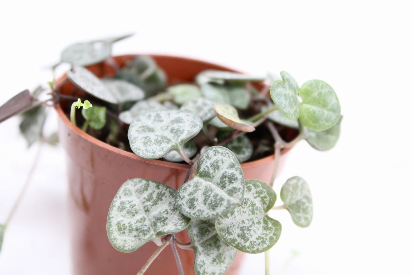 String of Hearts (Ceropegia Woodii)