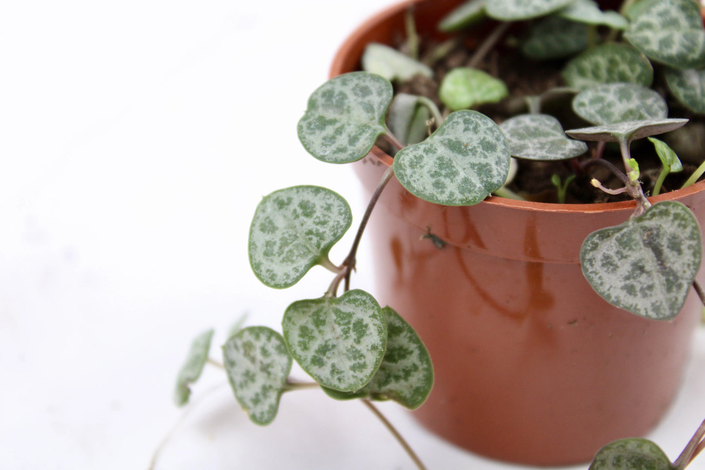 String of Hearts (Ceropegia Woodii)