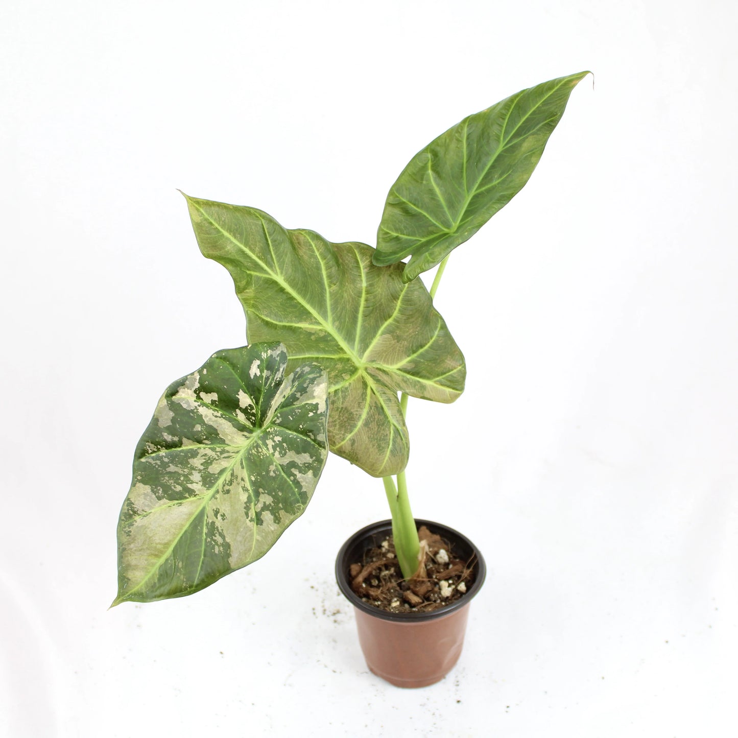 Alocasia Regal Shields Variegated (Alocasia odora x reginula ‘Black Velvet’)