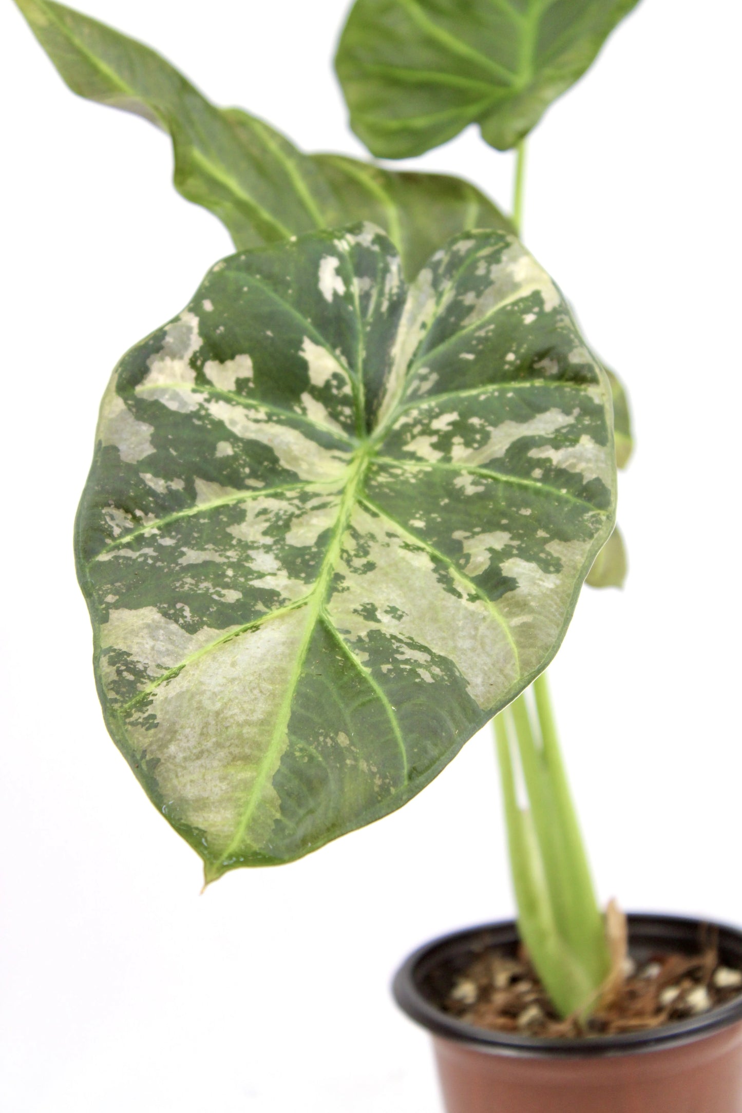 Alocasia Regal Shields Variegated (Alocasia odora x reginula ‘Black Velvet’)