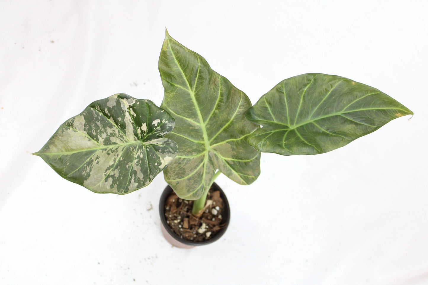 Alocasia Regal Shields Variegated (Alocasia odora x reginula ‘Black Velvet’)