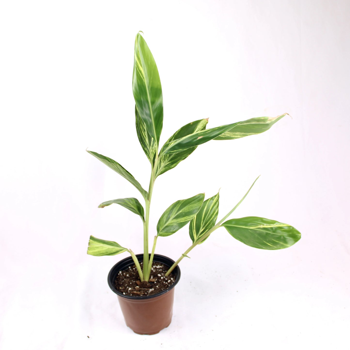 Variegated Ginger (Alpinia zerumbet)