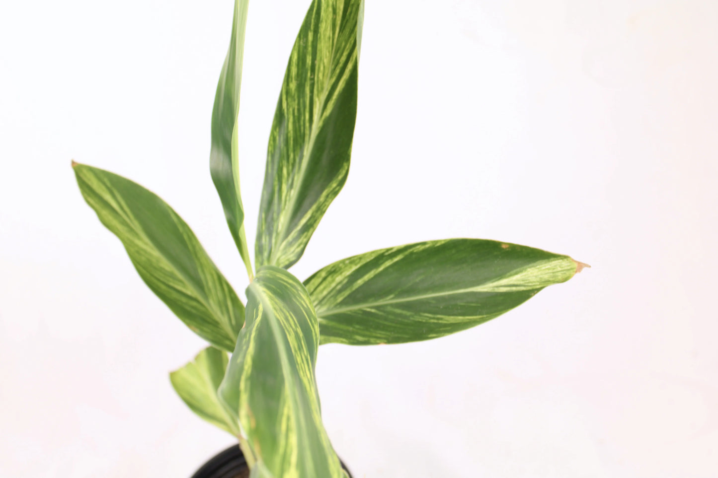 Variegated Ginger (Alpinia zerumbet)