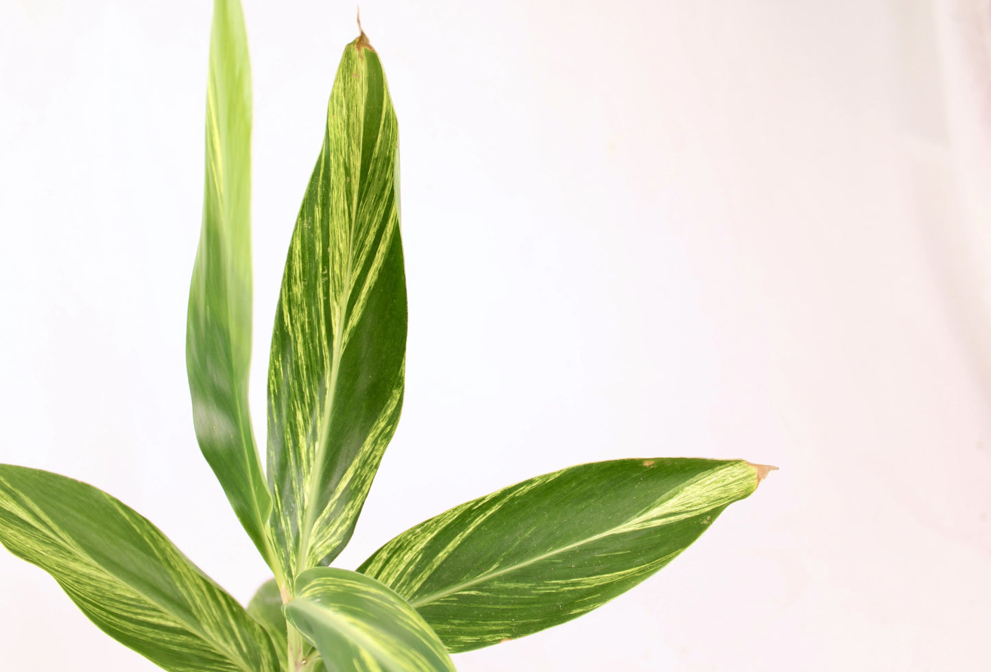 Variegated Ginger (Alpinia zerumbet)