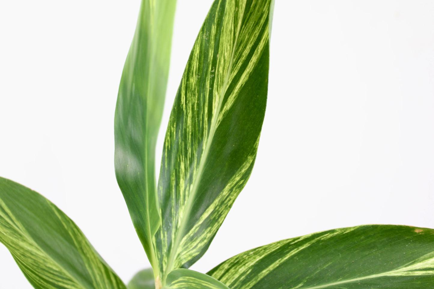 Variegated Ginger (Alpinia zerumbet)
