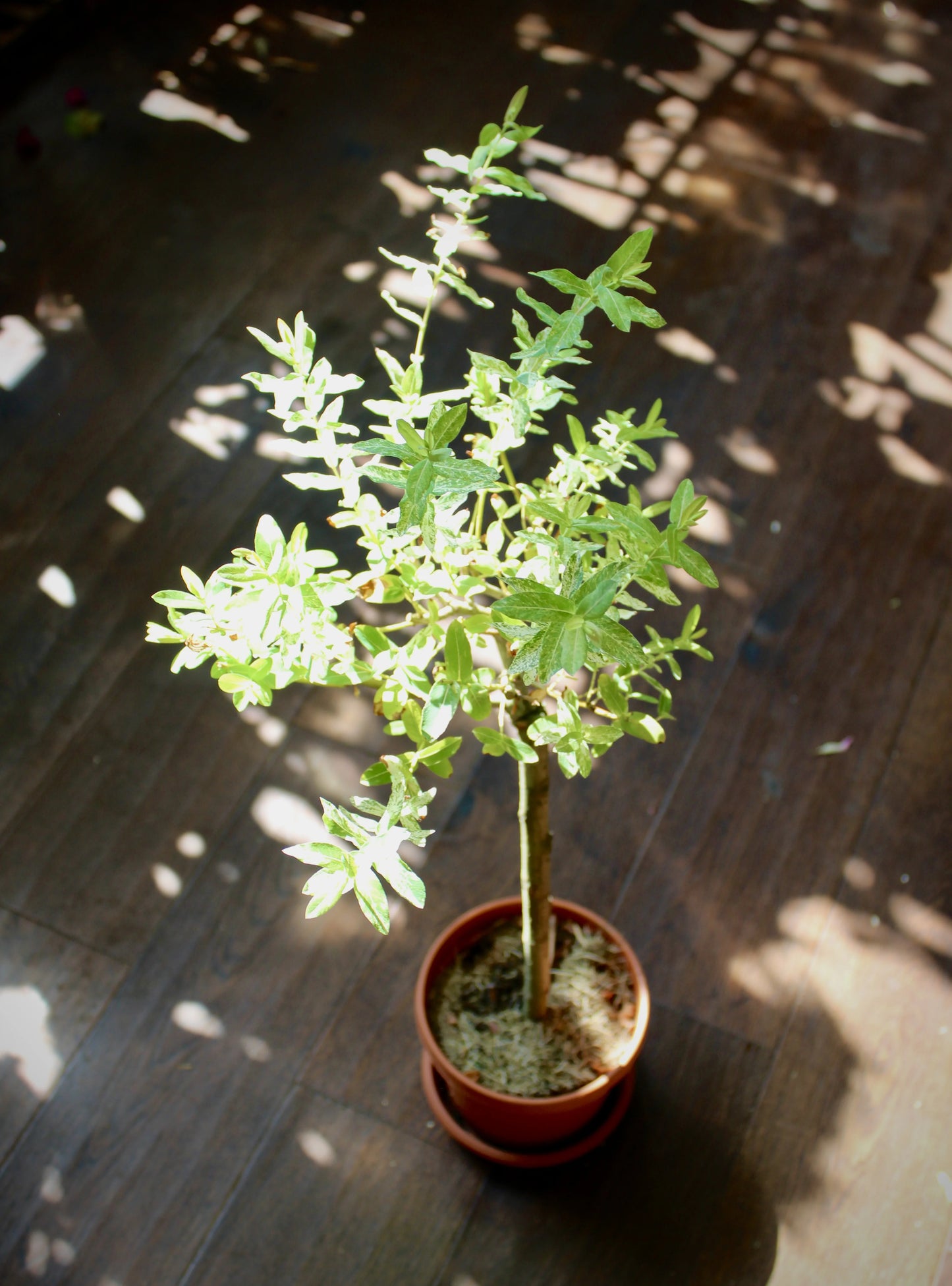 Willow Variegated (Salix Integra ‘Pink Beauty’)