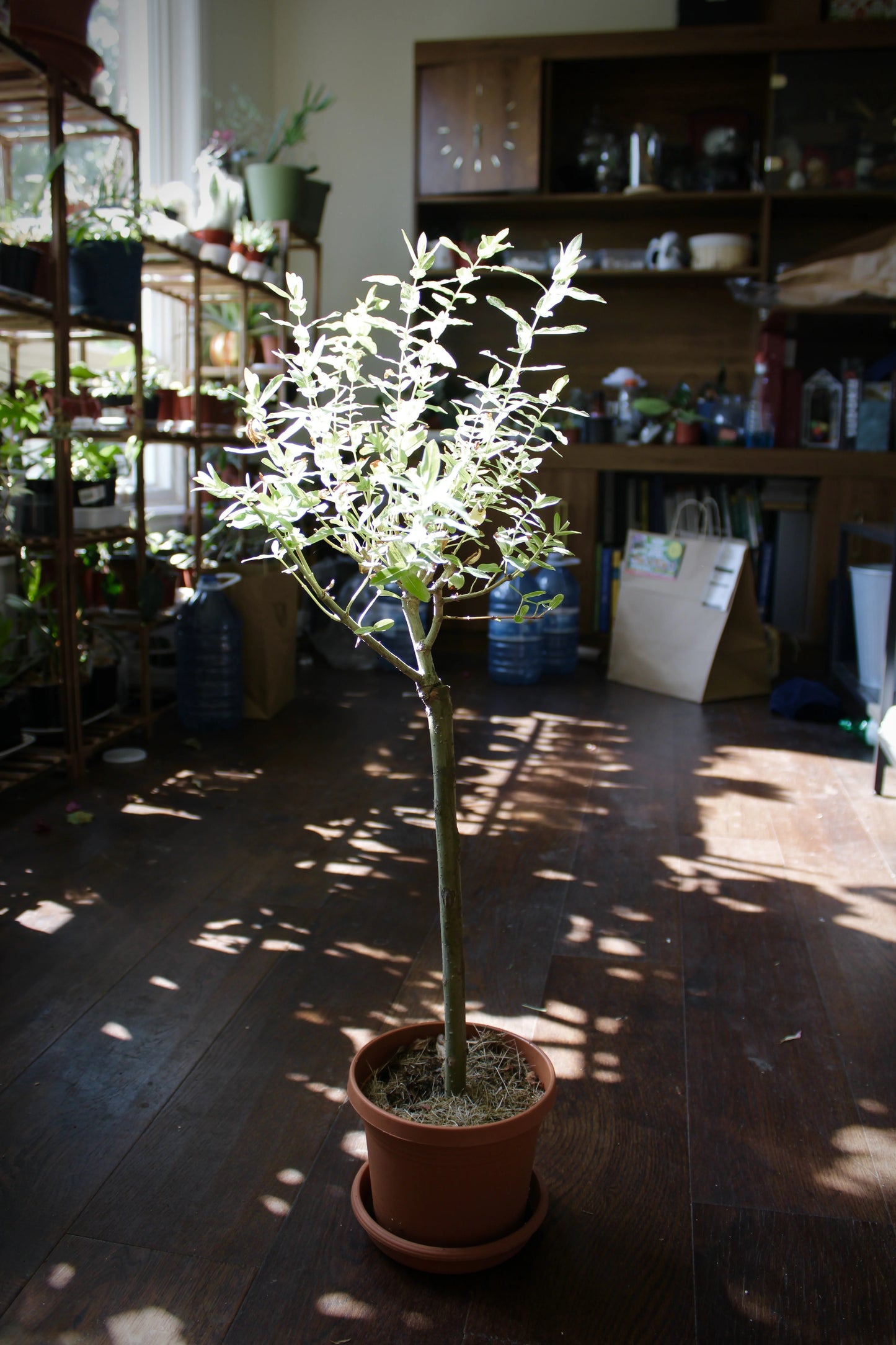 Willow Variegated (Salix Integra ‘Pink Beauty’)
