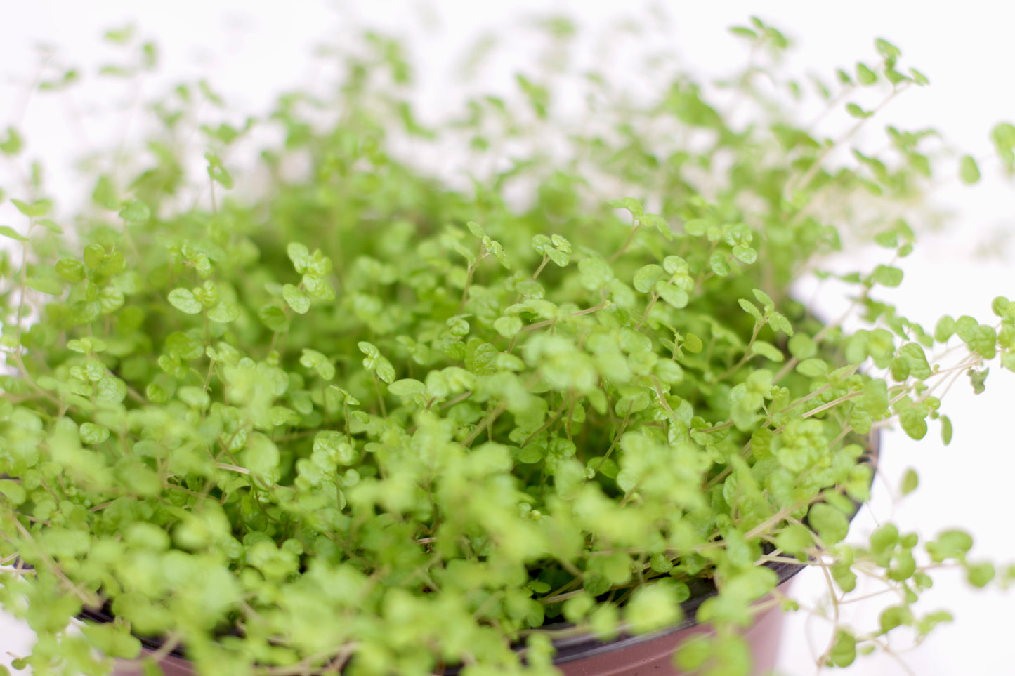 Close-up of Baby’s Tears foliage showing clusters of tiny, light green leaves