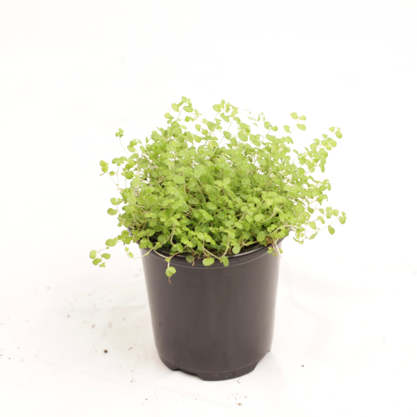 Baby’s Tears plant in black pot with compact, cushion-like growth pattern