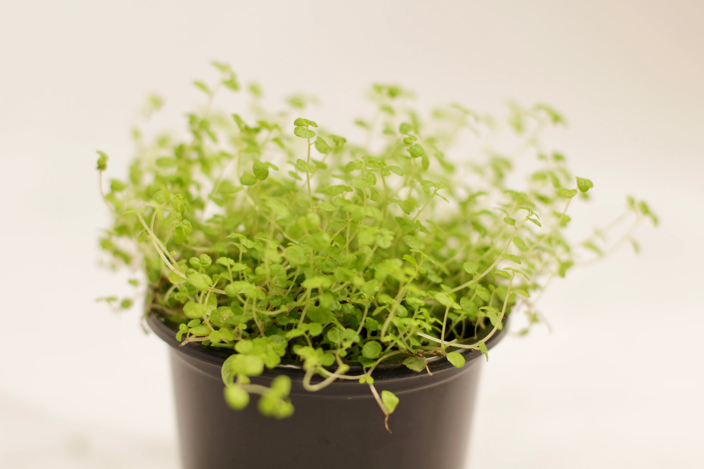 Side view of Baby’s Tears highlighting delicate trailing stems and soft leaf coverage