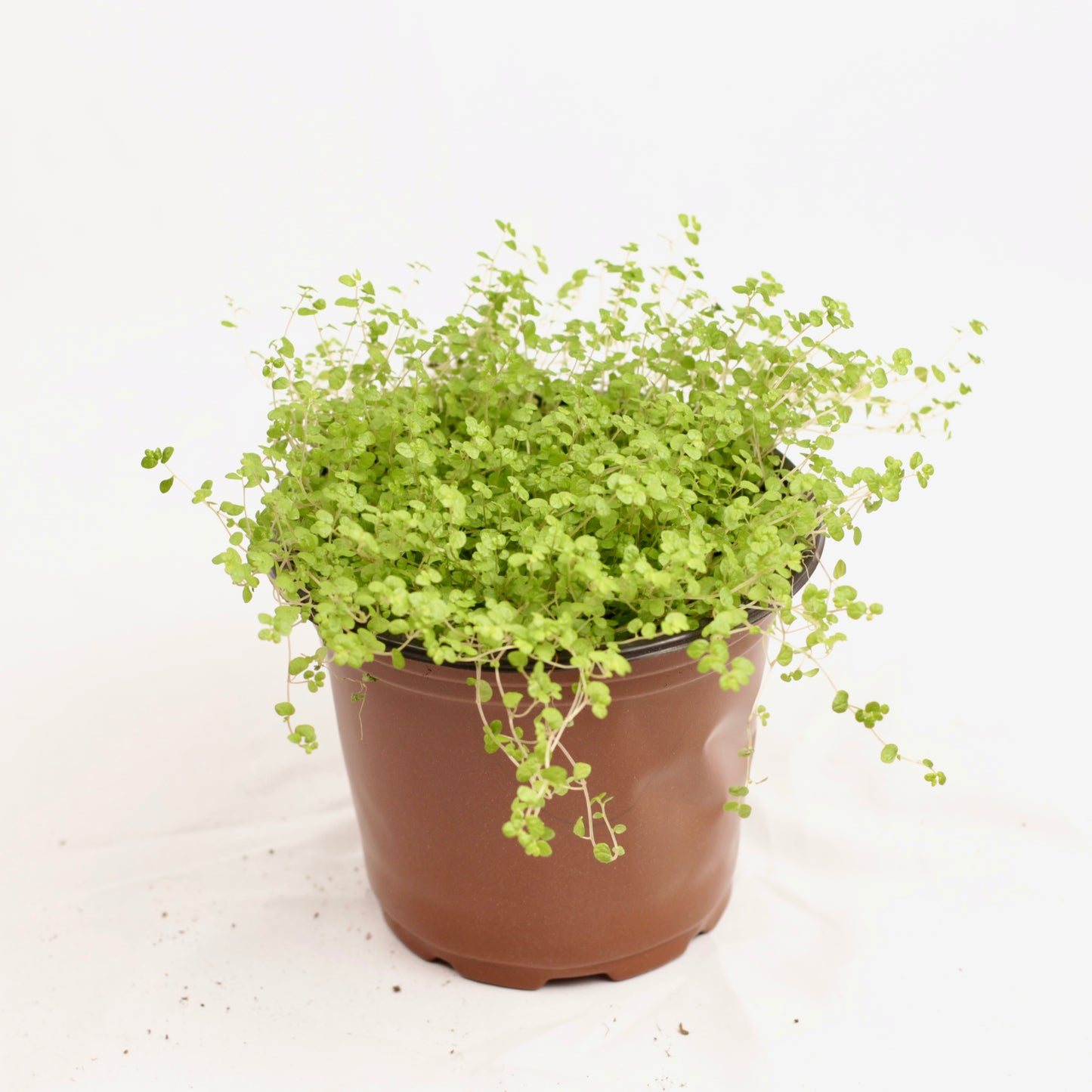 Baby’s Tears in brown pot with dense, trailing foliage and small round lime green leaves