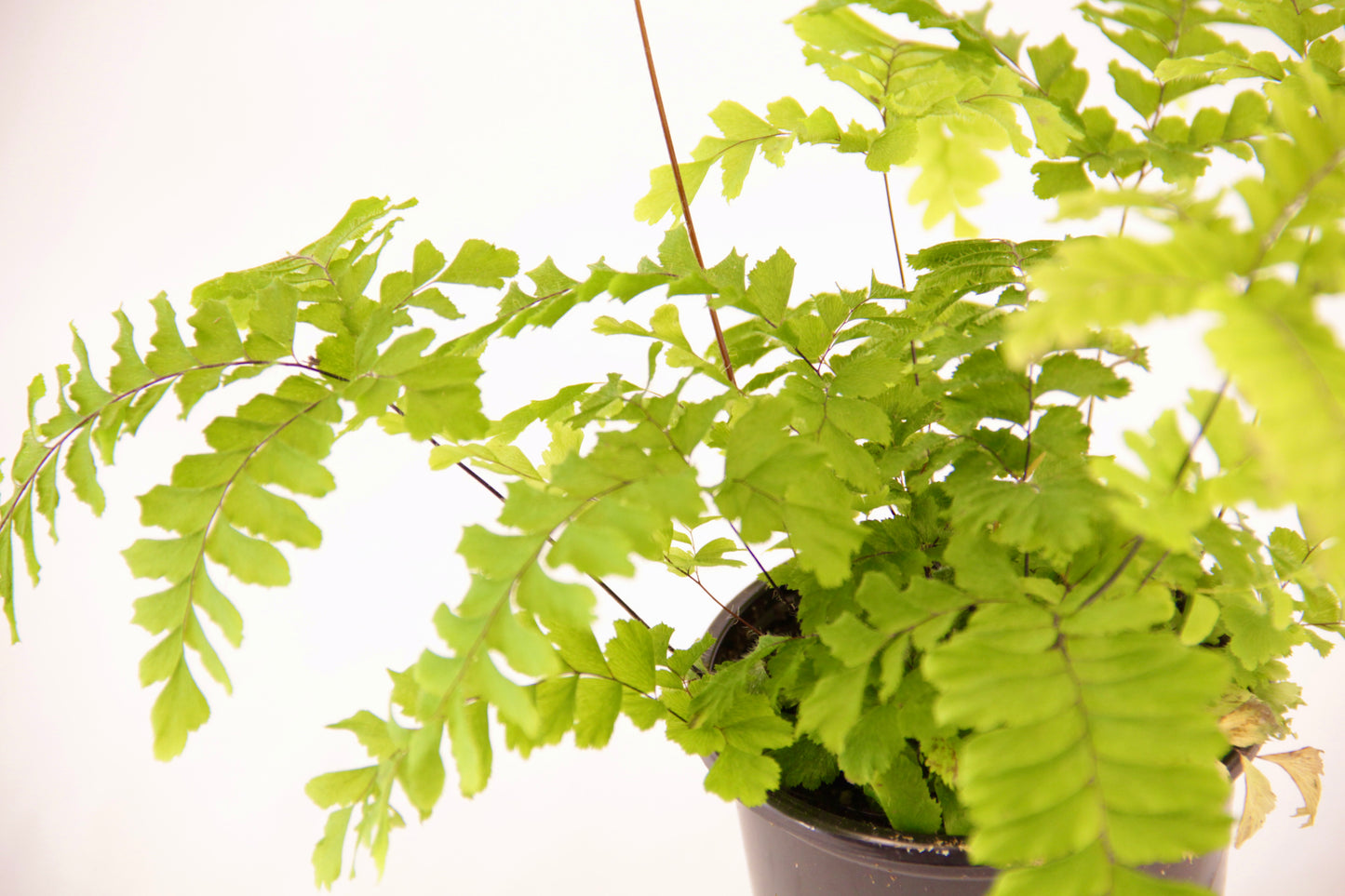 Close-up of rosy maidenhair fern fronds with soft, feathery leaves on thin stems
