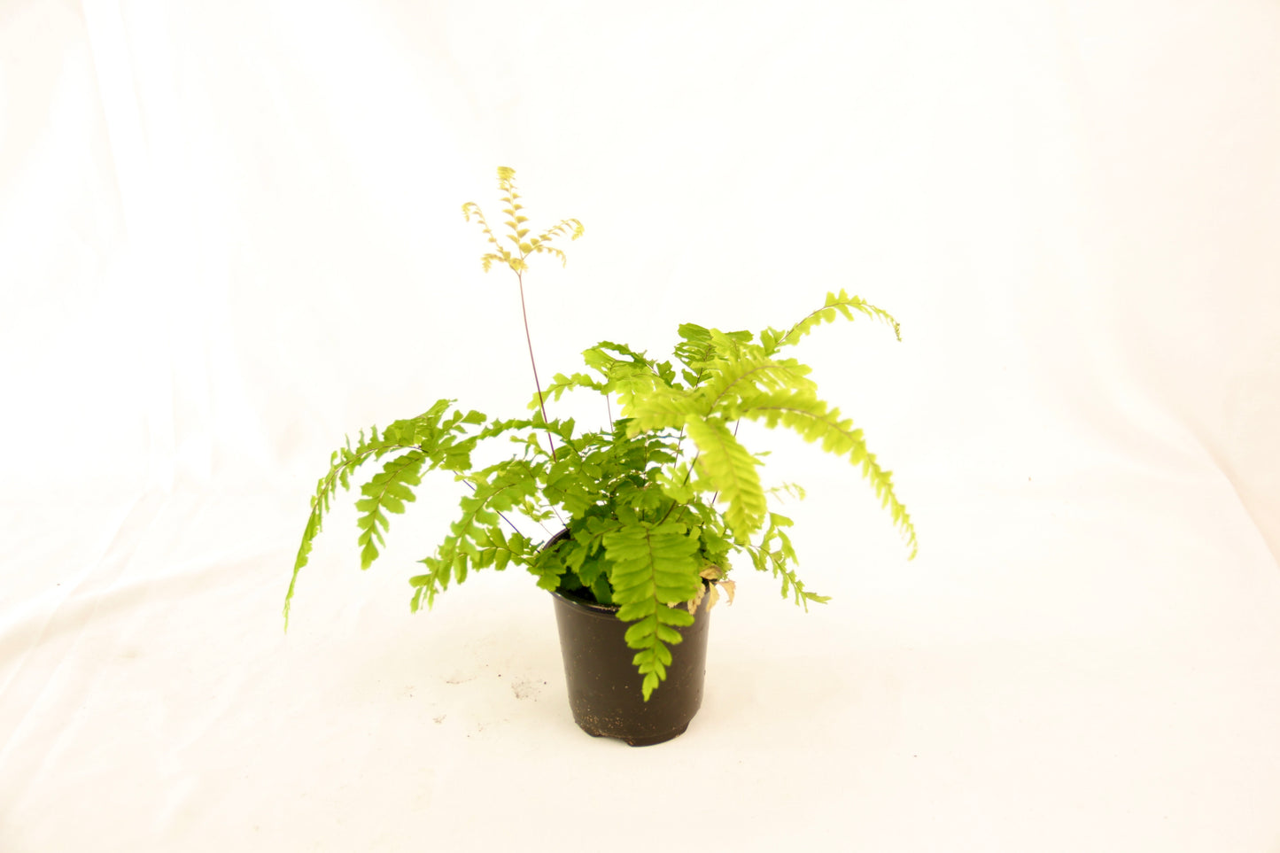 Detailed foliage of rosy maidenhair fern showing overlapping fronds in varied green shades