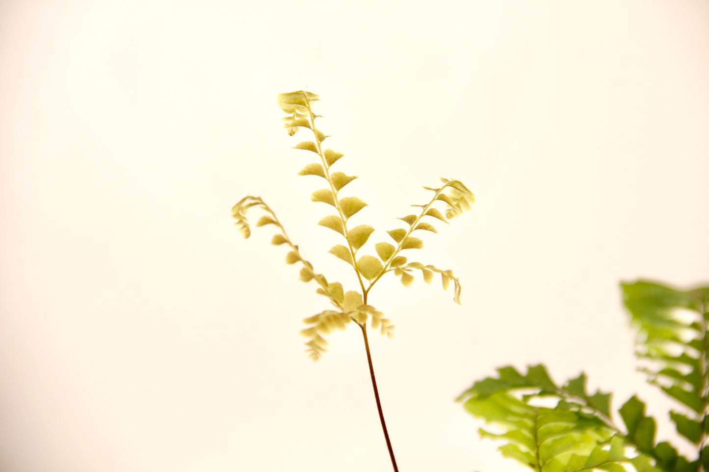Emerging rosy maidenhair fern shoot with curled tip against pale background