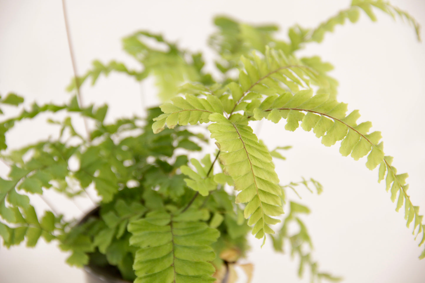 Detailed foliage of rosy maidenhair fern showing overlapping fronds in varied green shades