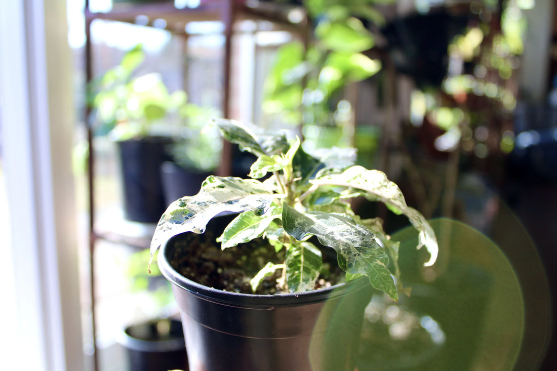 What the Ficus? How to Grow Ficus Aspera at Home