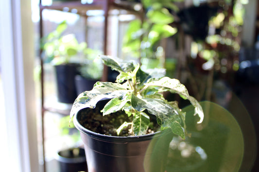 What the Ficus? How to Grow Ficus Aspera at Home